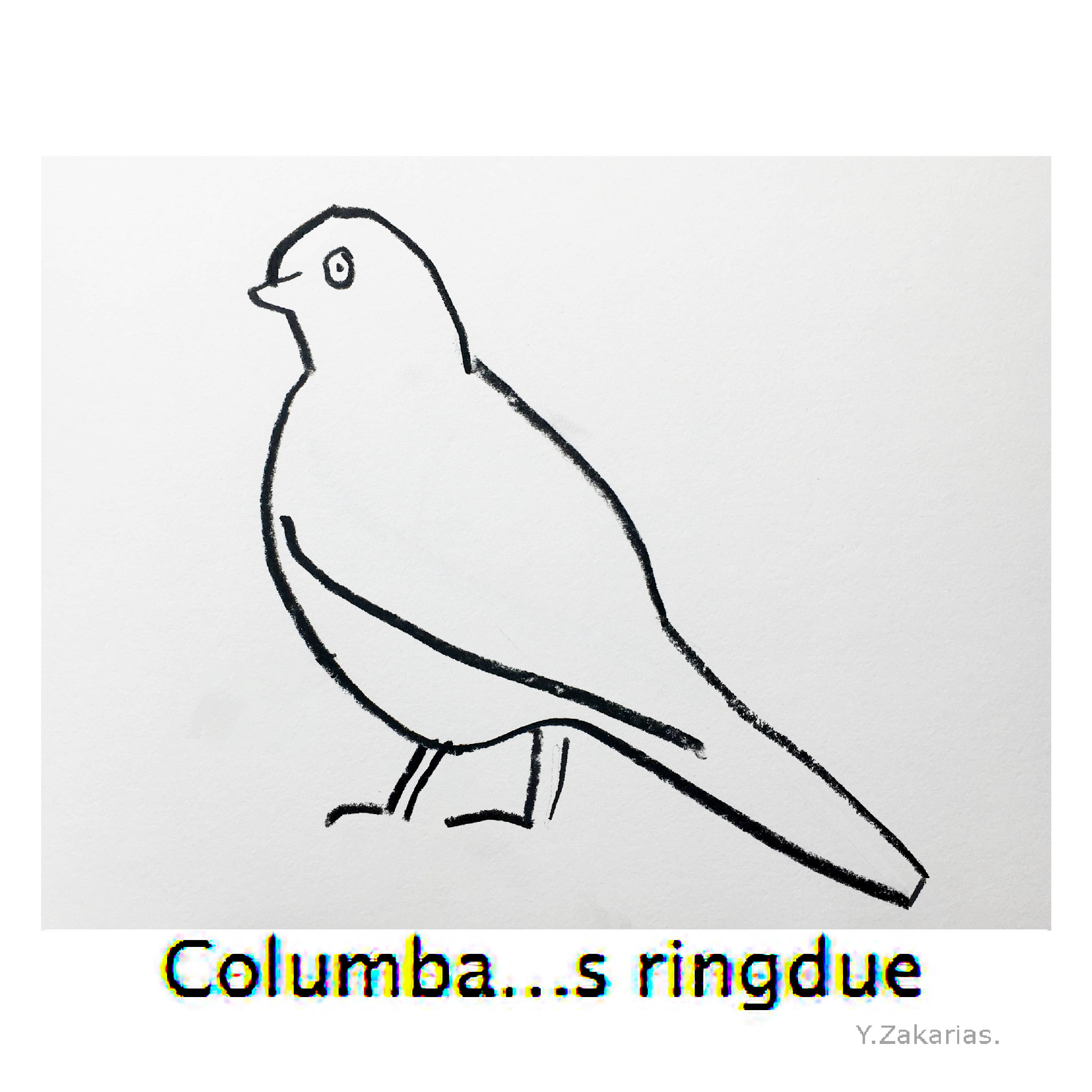 Freehand line drawing of Columba palumbus, wood pigeon